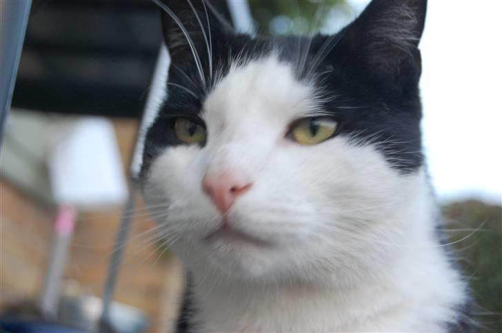 Huskat Sir. Montgomery billede 18