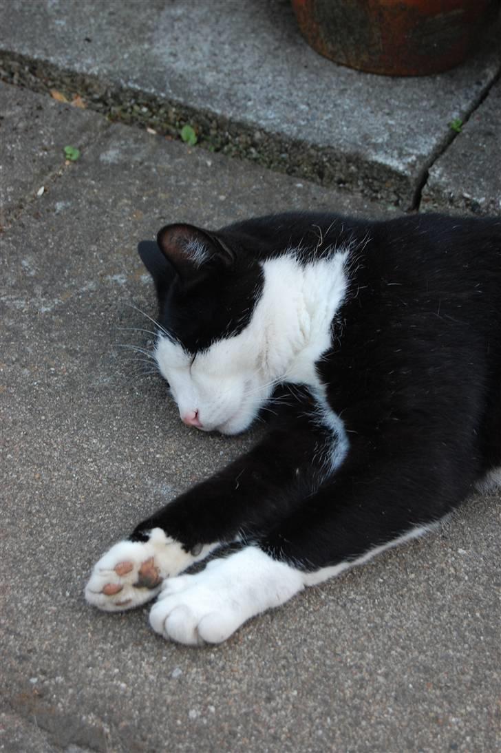 Huskat Sir. Montgomery billede 19