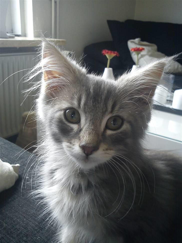 Norsk Skovkat "Cash" billede 1