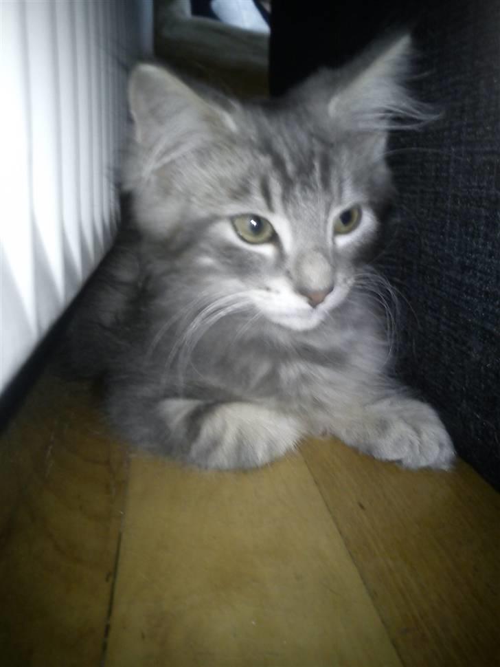 Norsk Skovkat "Cash" billede 2