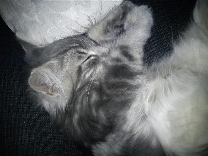 Norsk Skovkat "Cash" billede 3