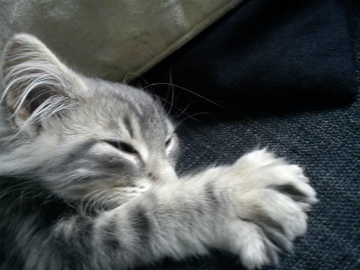 Norsk Skovkat "Cash" billede 4