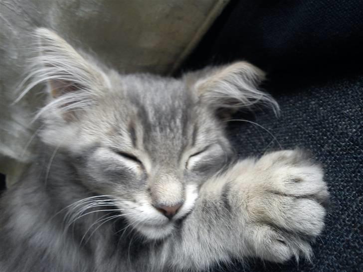 Norsk Skovkat "Cash" billede 5