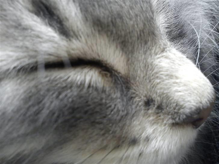 Norsk Skovkat "Cash" billede 6