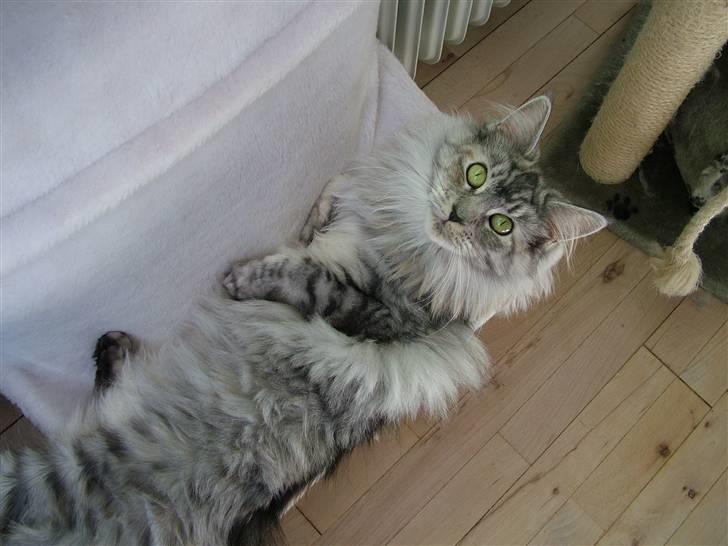 Maine Coon Betty Blue - Sille billede 7