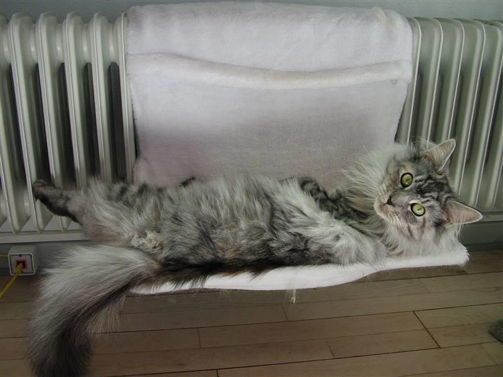 Maine Coon Betty Blue - Sille billede 8