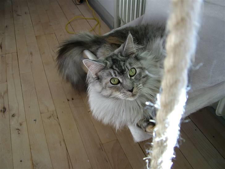 Maine Coon Betty Blue - Sille billede 9
