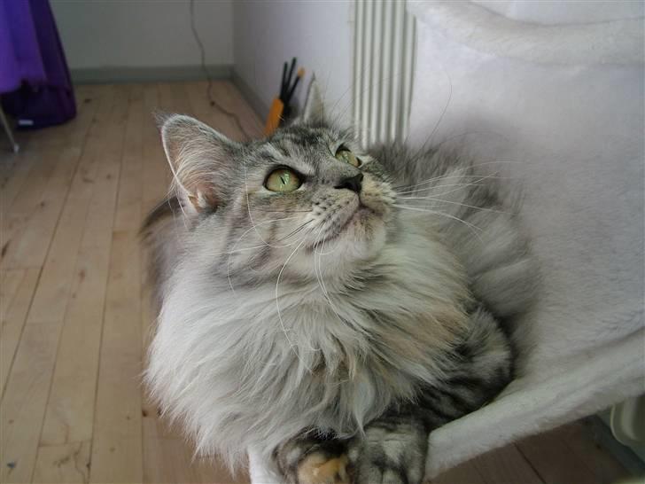 Maine Coon Betty Blue - Sille billede 10