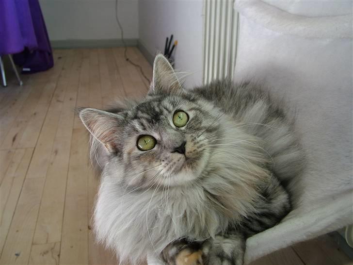 Maine Coon Betty Blue - Sille billede 11