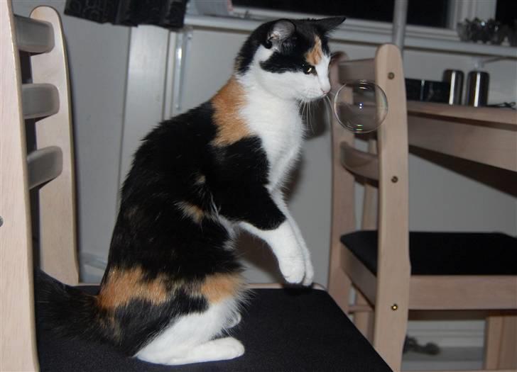 Blanding af racer Ida - sæbe-bobler billede 9