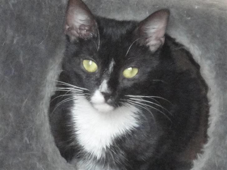 Huskat Pepe billede 6