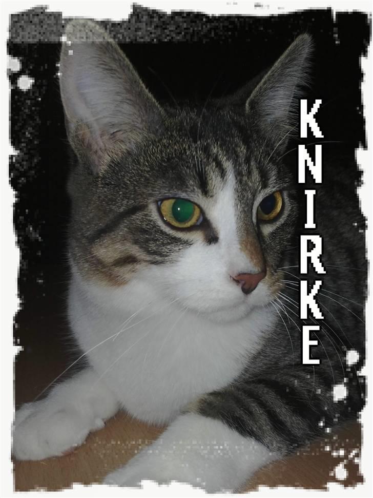 Huskat Knirke - Hej, jeg hedder Knirke, og her er min profil.. Ta et kik, der er både mig som lille og stor !! billede 1