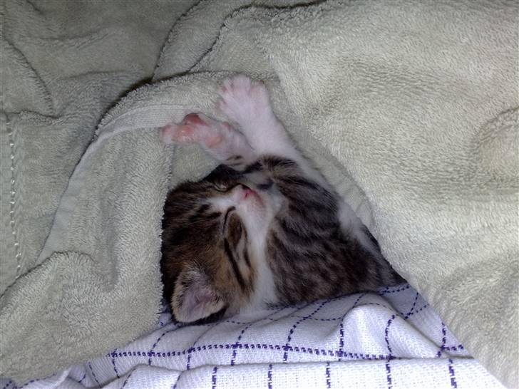 Huskat Knirke - Her er jeg lille bitte, kun ca 14 dage gammel, og så sover man jo tit middagslur ....  billede 2