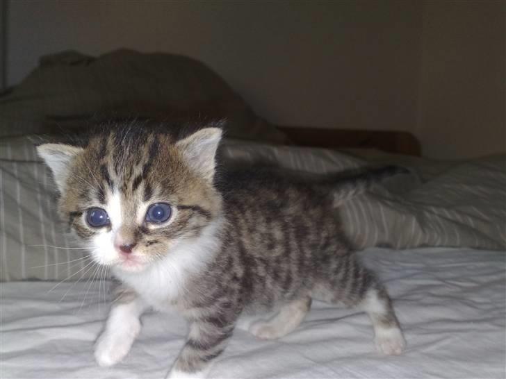 Huskat Knirke - Uhh - her er jeg lige ved at lære og gå, det er ikke helt nemt, det godt mors seng er blød.. billede 3