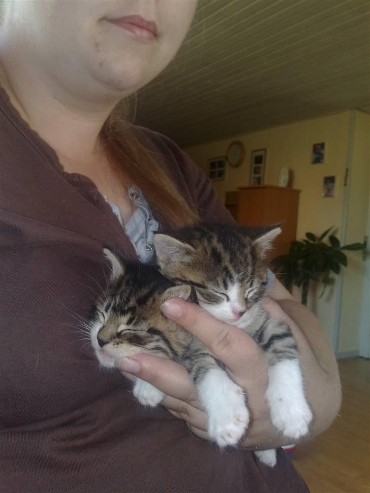 Huskat Knirke - Åh, vi er vist faldet i søvn i mors hånd, det er såå hyggeligt....  billede 4