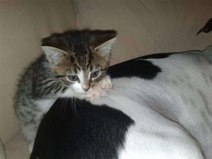 Huskat Knirke - Jeg putter lige op af hunden, føler mig helt alene når Turbo ikk er her ... billede 5