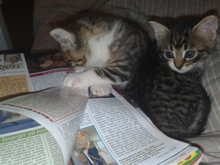 Huskat Knirke - Øh mor - var du ved at læse det her blad ??  billede 6