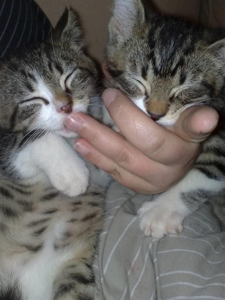 Huskat Knirke - Ih hvor jeg hygger, når man ikke har en misse mor, er det godt man har sin egen moar .. billede 7