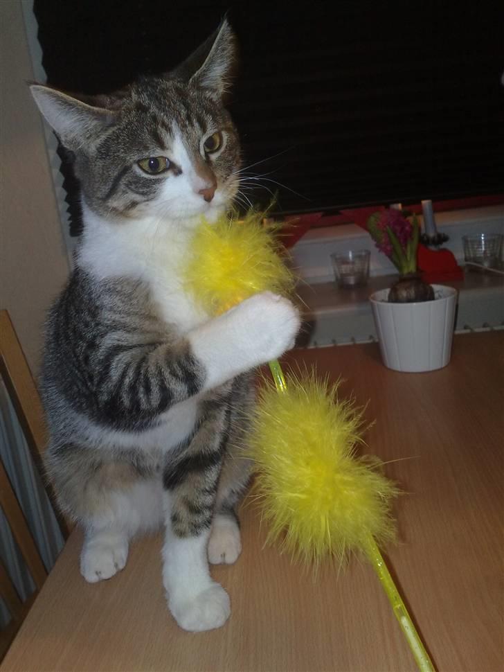 Huskat Knirke - Se, nu er jeg blevet større, og har fået en meget fin lege fidus ... :-) billede 8