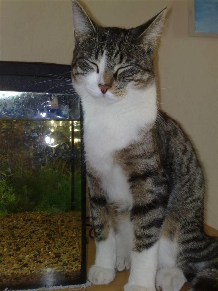 Huskat Knirke - Det kan godt være rigtig hårdt at holde øje med alle de fisk, så snupper lige en lur ...  billede 10