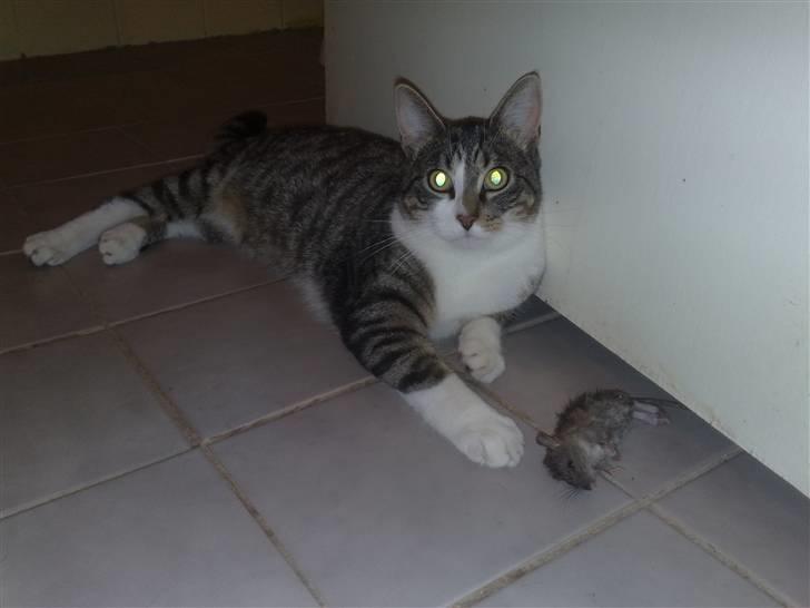 Huskat Knirke - Se lige hvad jeg har - mor siger jeg er rigtig dygtig, hun er helt vild når jeg tar de store mus !!  billede 12