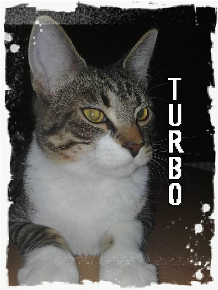 Huskat Turbo - Velkommen til min profil, kik omkring, og i vil finde ud af jeg er en bedårende lille mis :) billede 1