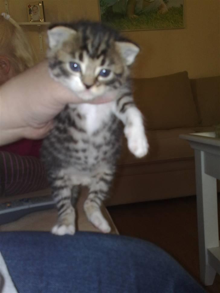 Huskat Turbo - Se hvor lille, er jeg ikke sød .... Jeg er vist ca 3 uger gammel her....  billede 2