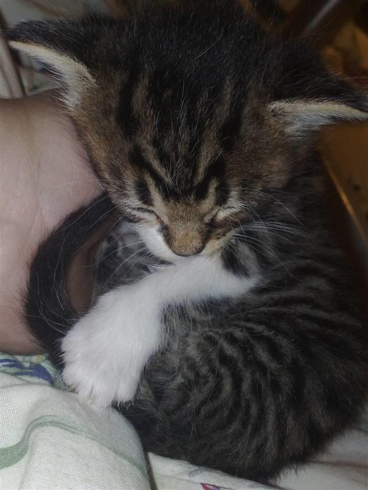 Huskat Turbo - At sove i mors hånd, det er bare det bedste ..... :-) billede 3