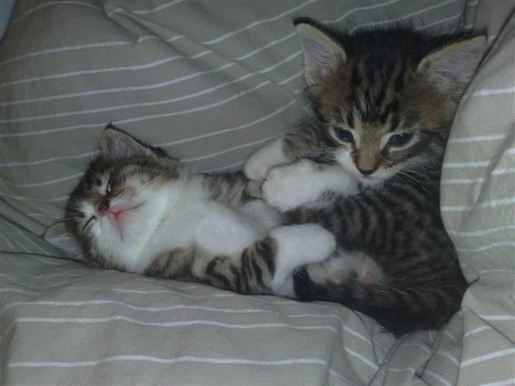 Huskat Turbo - Det er mig der sidder op, ham Knirke er altid ham der skaber sig ....  billede 4