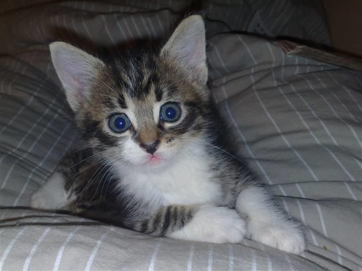 Huskat Turbo - Man forstår vel egentlig godt min mor synes jeg er bedårende ... ? billede 5