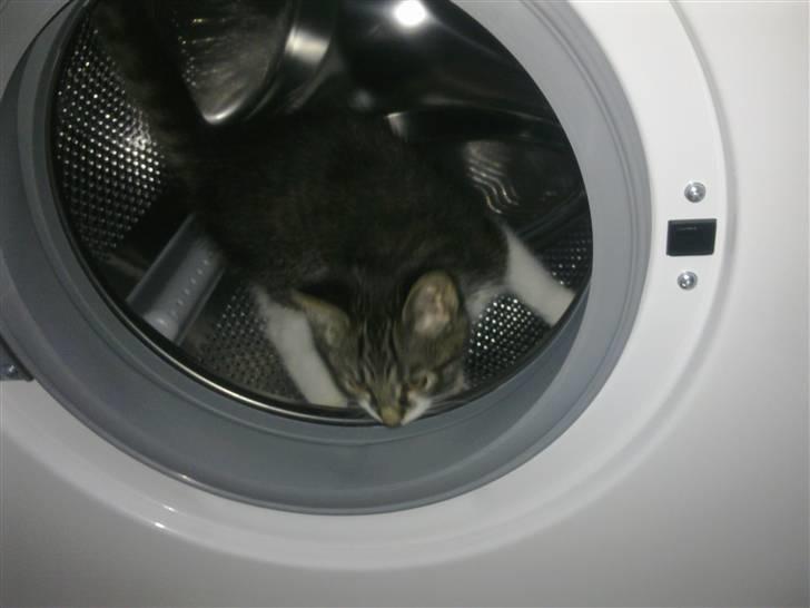 Blanding af racer <3 Toulouse <3 - Vaskemaskinen er et ret rart det billede 4