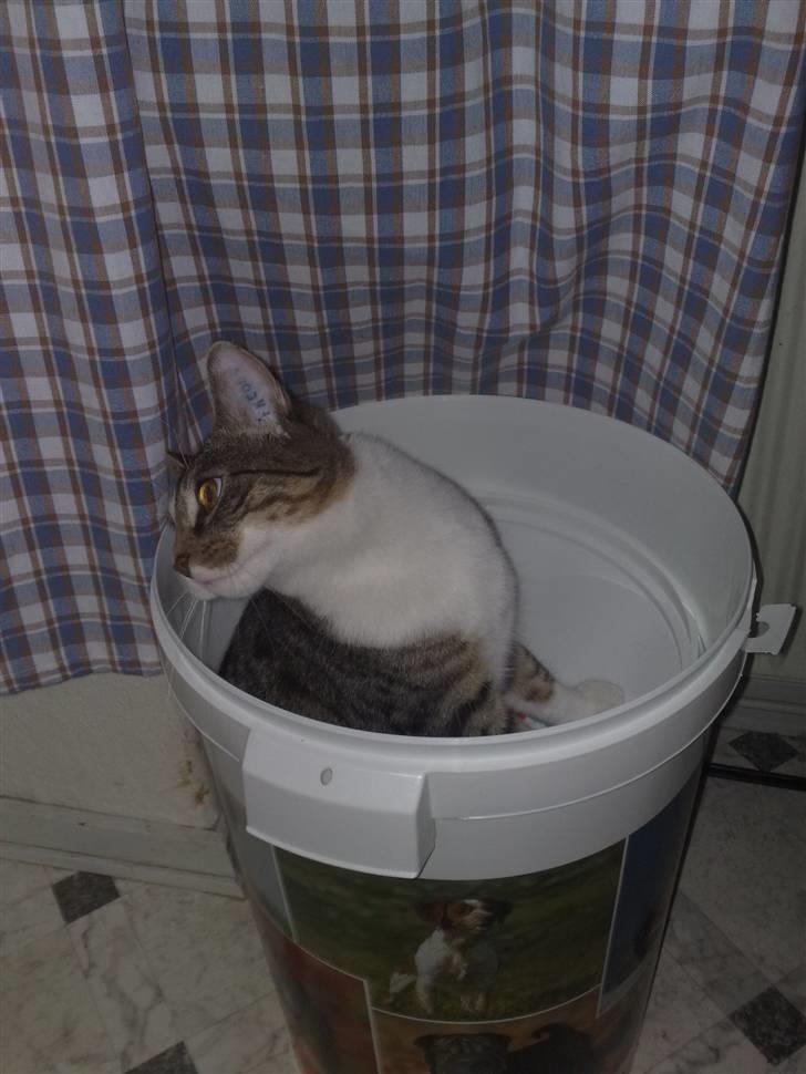 Huskat Turbo - Hallo .... Moar ... Er det okay jeg selv lige tar noget mad ???  billede 7