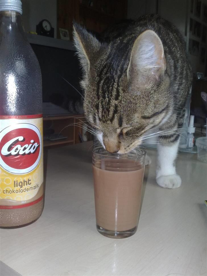 Huskat Turbo - Og så kan man jo lige ta lidt kakao mælk til ....... :-) billede 8