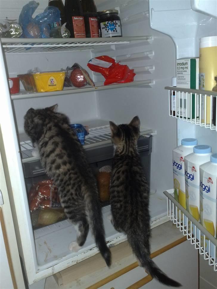 Huskat Turbo - Altså, mor siger vi sommetider er lidt frække ..... Men det passer altså ikke ... :-) billede 9