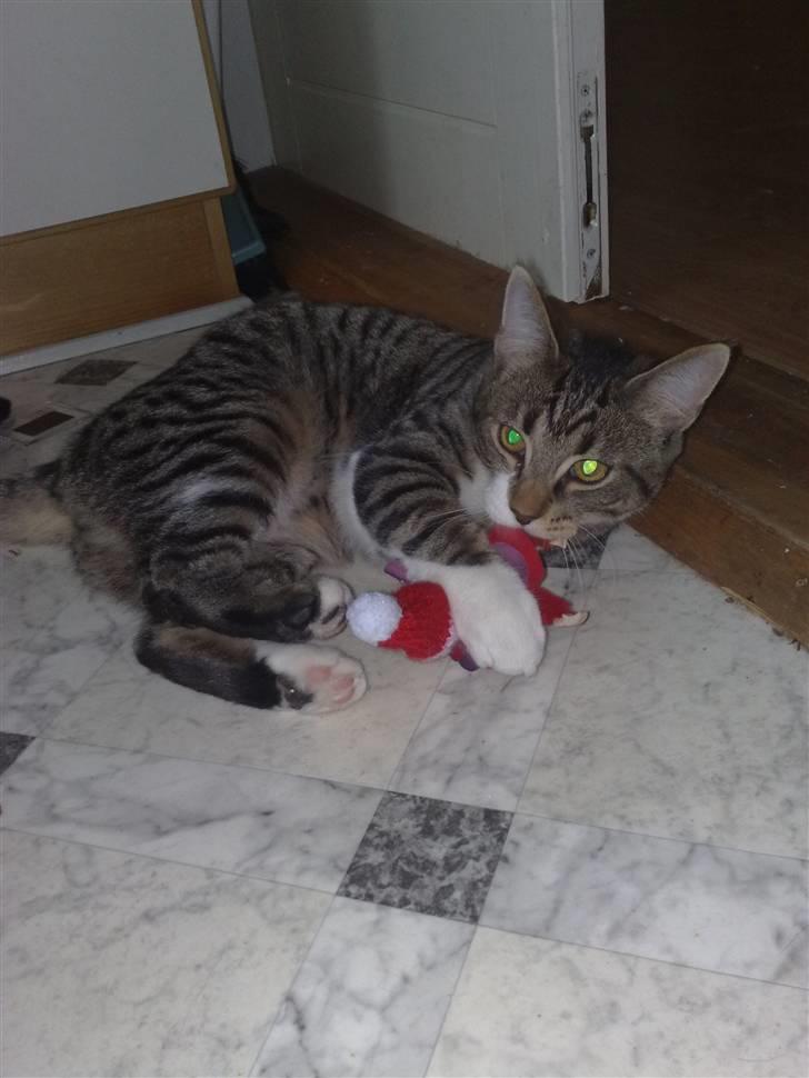 Huskat Turbo - Nok er Knirke en mester til mus og rotter, men jeg er helt vild go til nisser .... hi hi billede 10