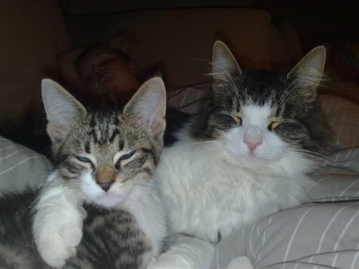 Huskat Turbo - Bamse er ved at lære mig at se sej ud ... Det går da meget godt ikke ??  billede 11