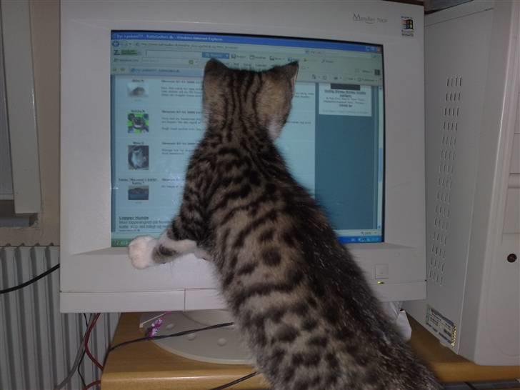 Huskat Turbo - moar - hvad laver vi .....  billede 12