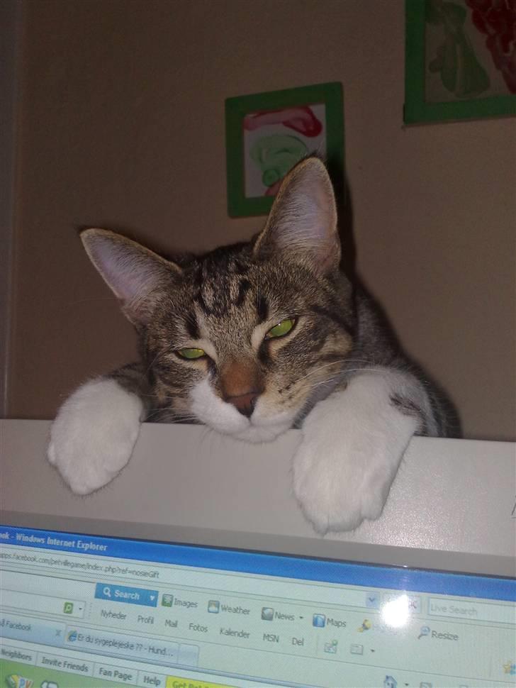 Huskat Turbo - Er du ikk snart færdig moar, jeg er såå træt og kan ikk sove uden dig moar .... Zzzz billede 13