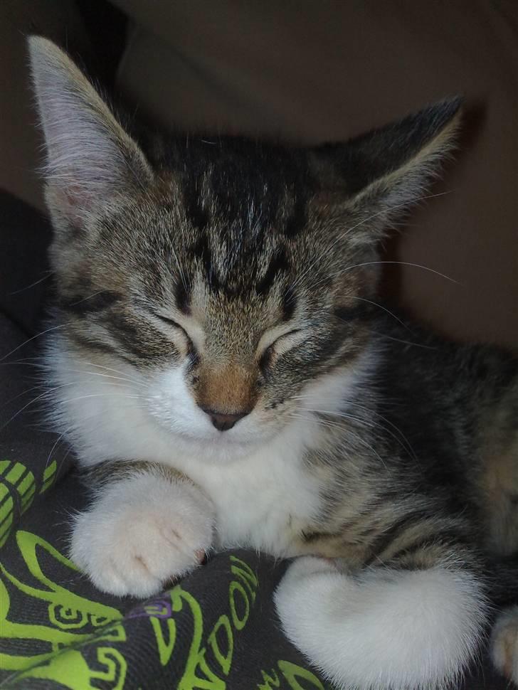 Huskat Turbo - Elsker at sove på min moar ....  billede 14