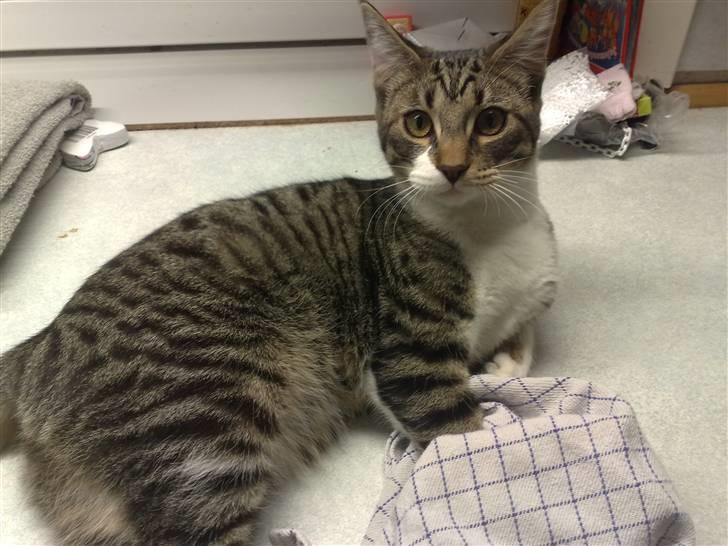 Huskat Turbo - Øøh ... Var du ved at lægge vasketøjet sammen ... Ups :-)) billede 15