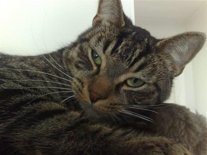 Huskat Tiger billede 17