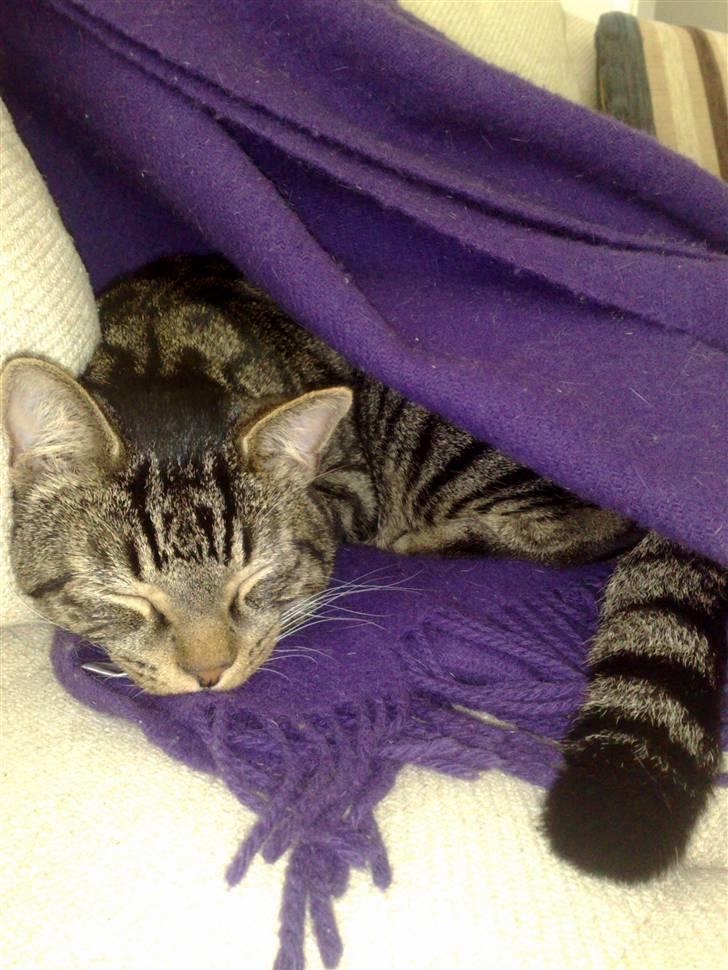 Huskat Tiger billede 18