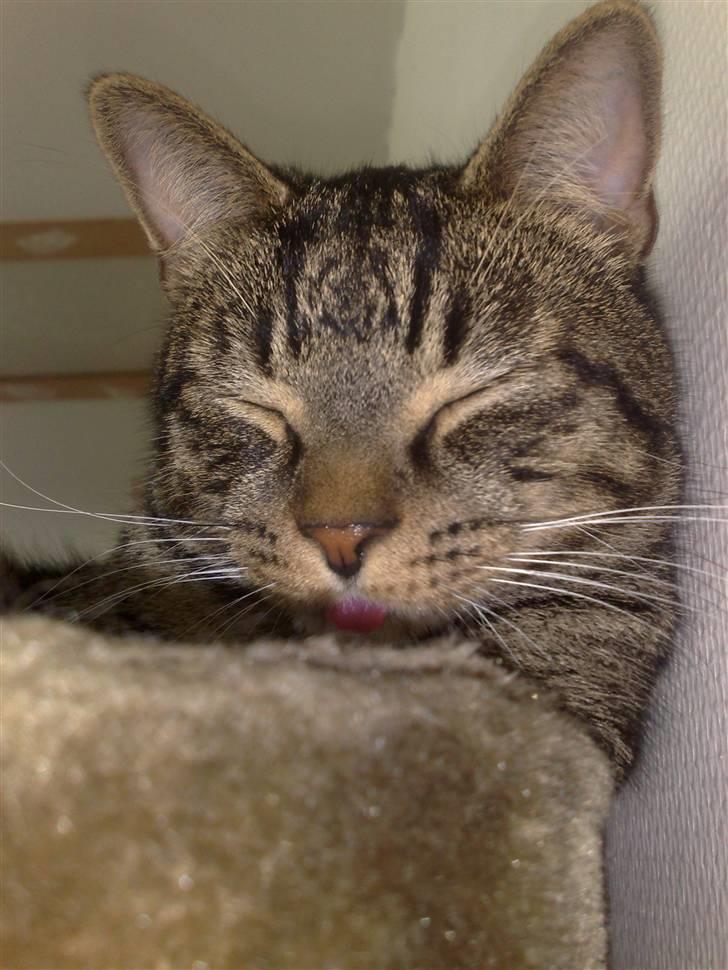 Huskat Tiger - hans tunge stikker altid ud... lidt cute... *S* billede 19
