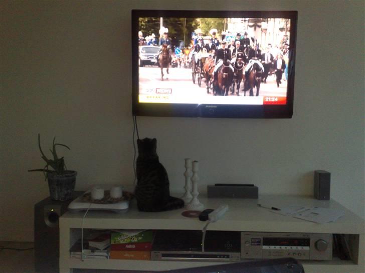 Huskat Tiger billede 20