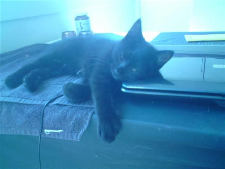 Huskat Misse billede 1