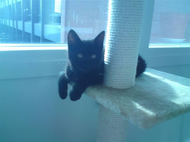 Huskat Misse billede 2