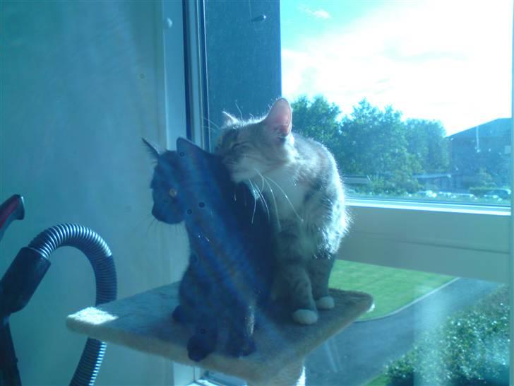 Huskat Misse billede 3