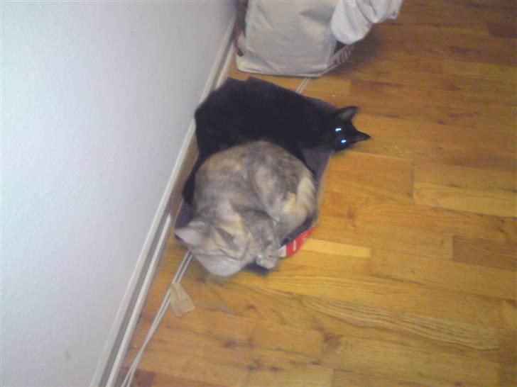 Huskat Misse billede 4