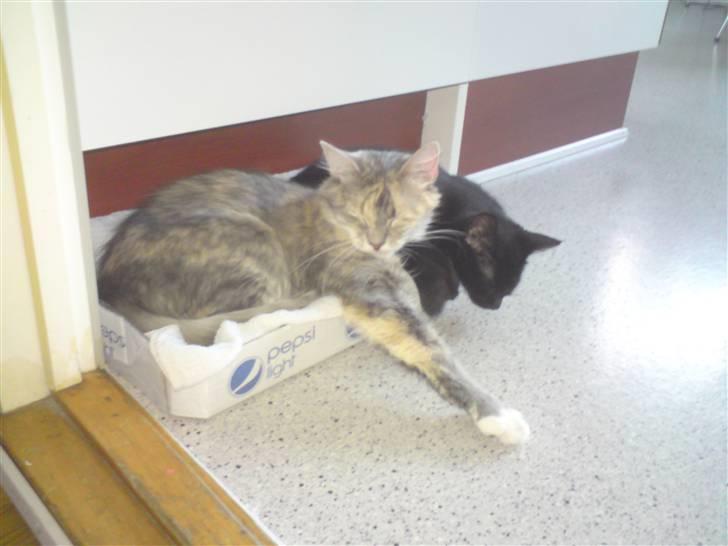 Huskat Misse billede 5