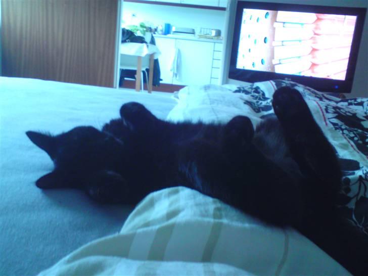 Huskat Misse billede 6